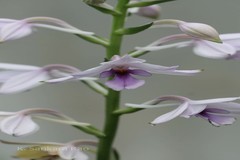 Calanthe sylvatica